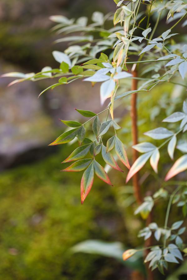 Matsuharu Ann Villa Kyoto Ngoại thất bức ảnh